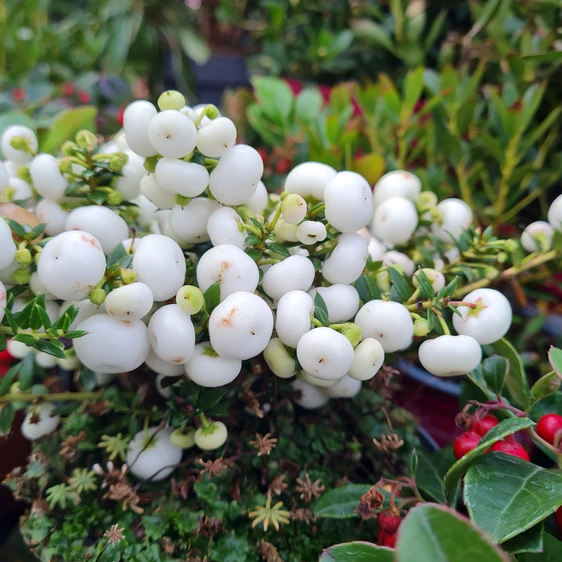 Gaultheria mucronata (Pernettya) 'Snow White'