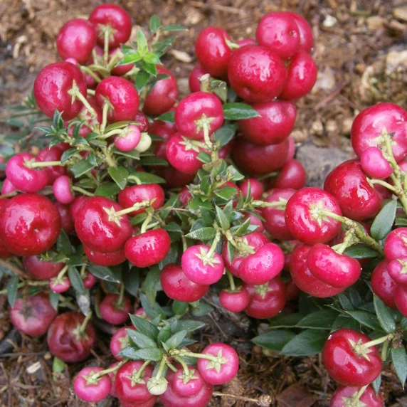 Gaultheria mucronata (Pernettya) 'Bell's Seedling'