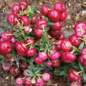Gaultheria mucronata (Pernettya) 'Bell's Seedling'