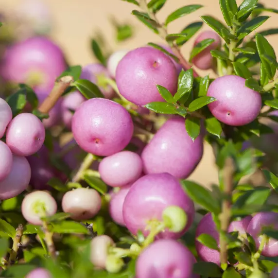 Gaultheria mucronata (Pernettya) 'Pink Pearl'