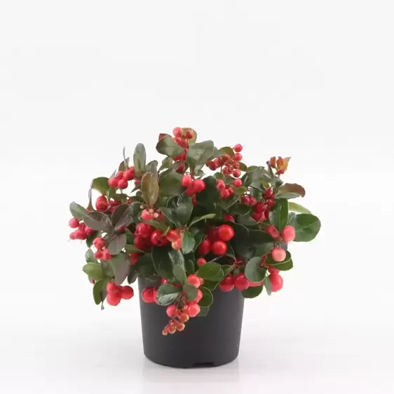 Gaultheria procumbens 'Big Berry' 10.5cm - image 3