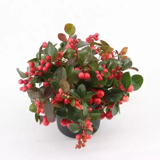 Gaultheria procumbens 'Big Berry' 10.5cm - image 2