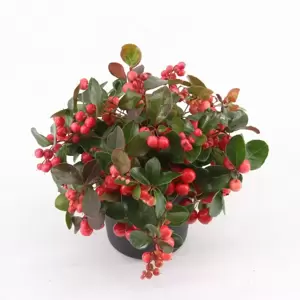 Gaultheria procumbens 'Big Berry' 10.5cm - image 2