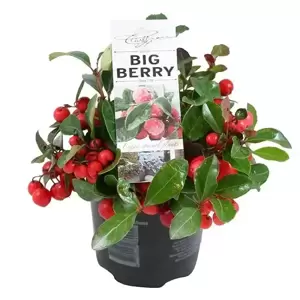 Gaultheria procumbens 'Big Berry' 10cm - image 1