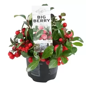 Gaultheria procumbens 'Big Berry' 9cm