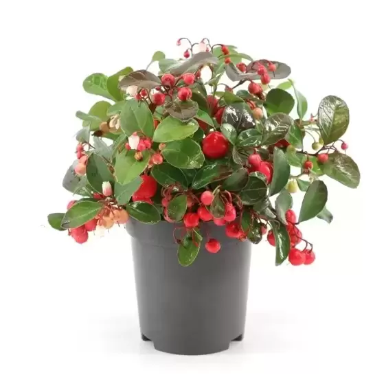 Gaultheria procumbens 'Big Berry' 12cm - image 3