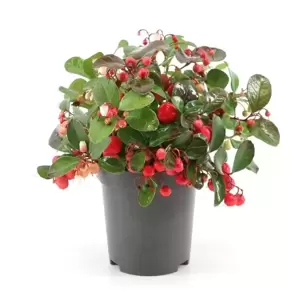 Gaultheria procumbens 'Big Berry' 12cm - image 3