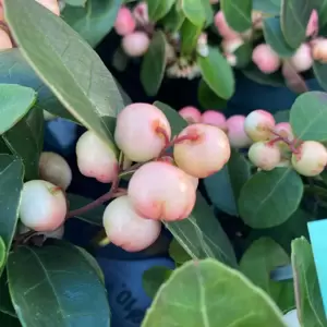 Gaultheria procumbens 'Pink Pearl' - image 1