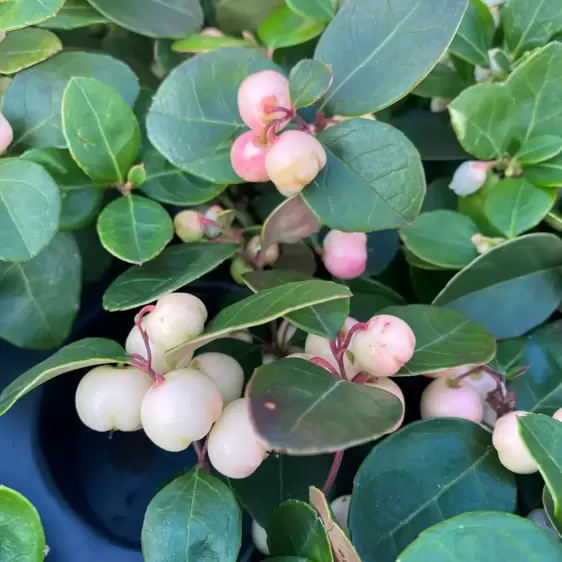 Gaultheria procumbens 'Pink Pearl' - image 2