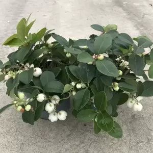 Gaultheria procumbens 'White Pearl'