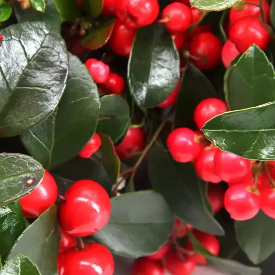 Gaultheria procumbens 'Very Berry'
