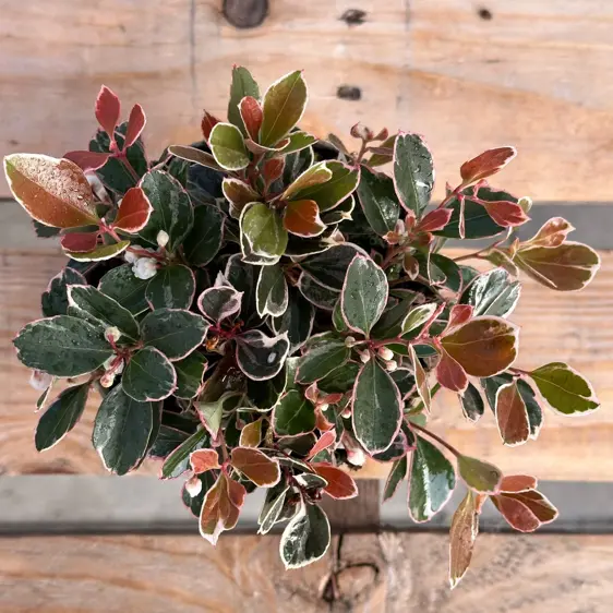 Gaultheria procumbens 'Winter Splash' - image 2