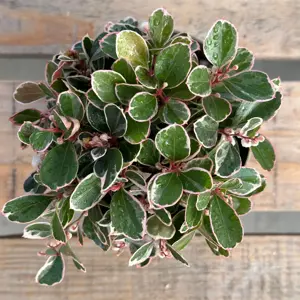 Gaultheria procumbens 'Winter Splash' - image 5