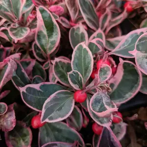 Gaultheria 'Winter Splash'
