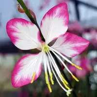 Gaura