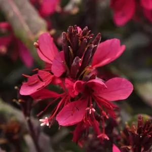Image Credit: Ball Horticultural Company