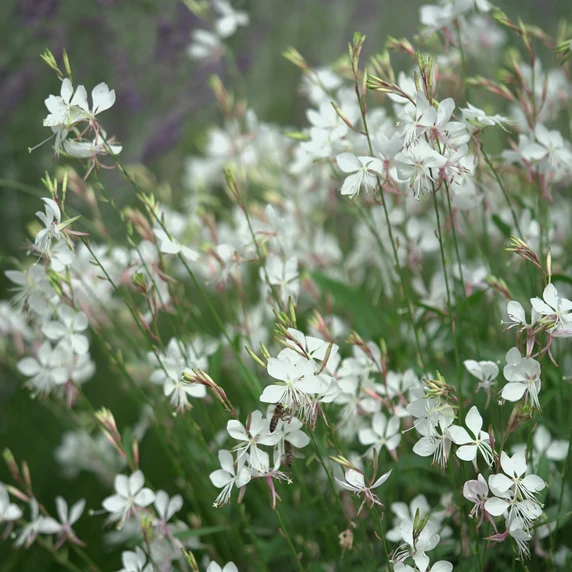 Image Credit: Ball Horticultural Company