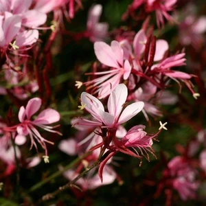 Image Credit: Ball Horticultural Company