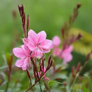 Gaura lindheimeri 'Flamingo Pink'