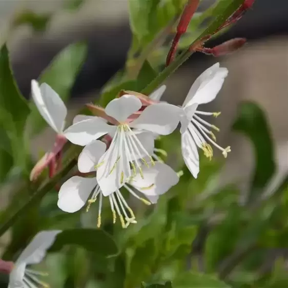 Gaura lindheimeri 'Flamingo Snow'