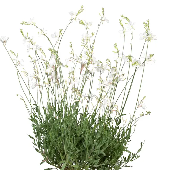 Gaura lindheimeri 'Geyser White'