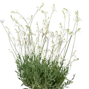 Gaura lindheimeri 'Geyser White'