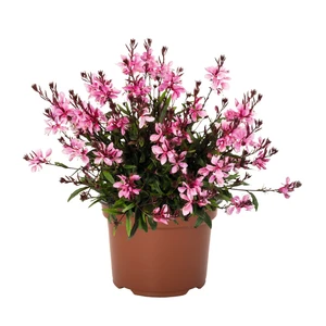 Gaura lindheimeri 'Graceful Pink'