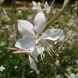 Gaura lindheimeri 'Graceful White'