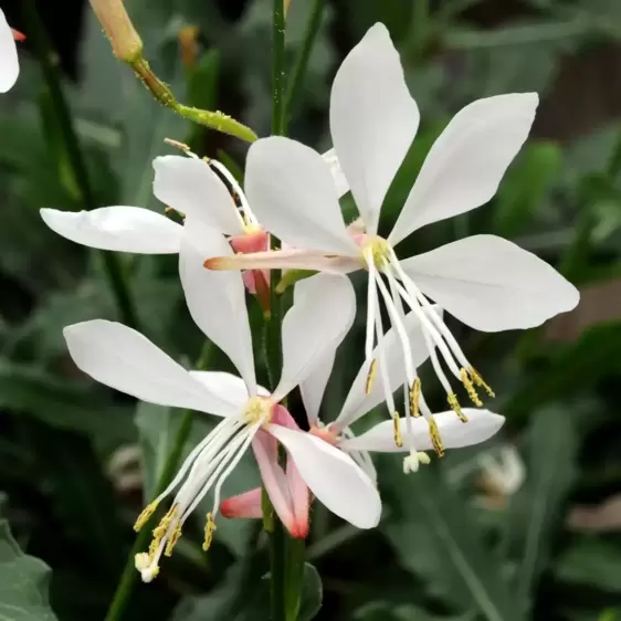 Gaura lindheimeri 'Whirling Butterflies' 2L - image 1