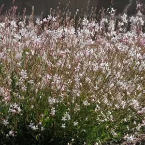 Gaura lindheimeri 'Whirling Butterflies' 2L - image 2