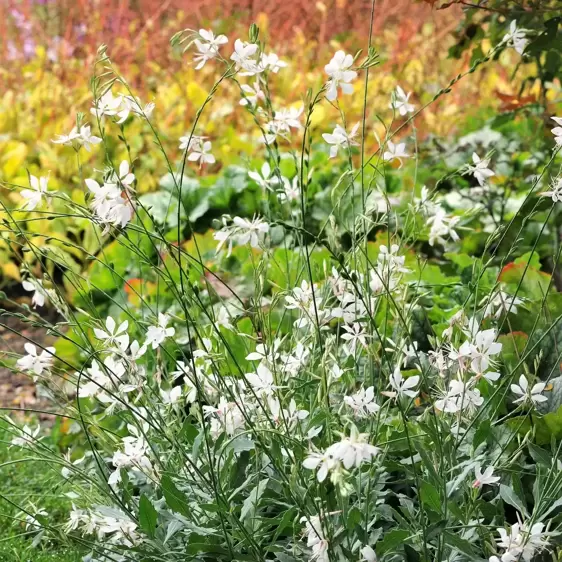 Gaura lindheimeri 'Whirling Butterflies' 2L - image 3