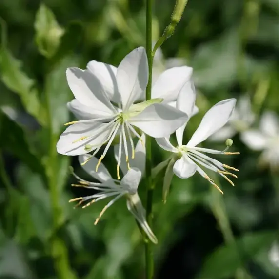 Picture Credit - Kernock Park Plants Ltd.