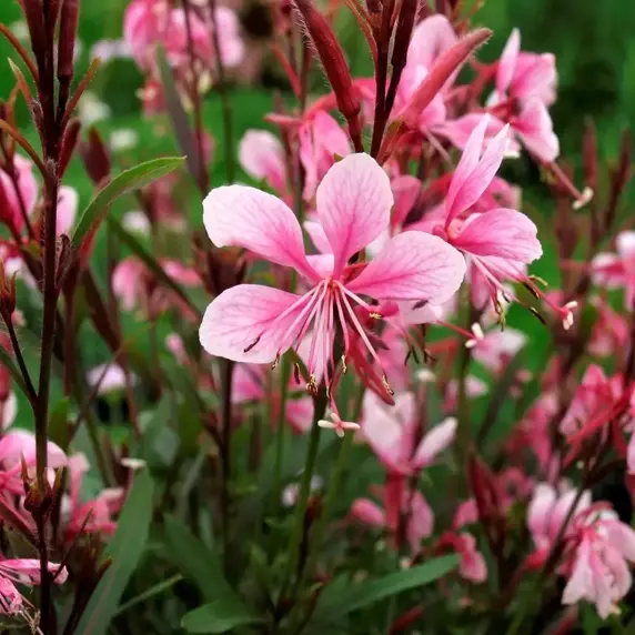 Gaura lindheimeri 'Passionate Blush' 3L - image 1