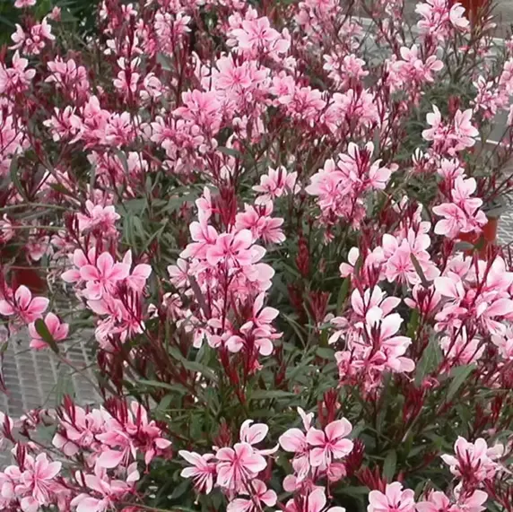 Gaura lindheimeri 'Passionate Blush' 3L - image 2
