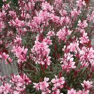 Gaura lindheimeri 'Passionate Blush' 3L - image 2