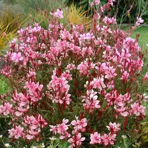 Gaura lindheimeri 'Passionate Blush' 3L - image 3