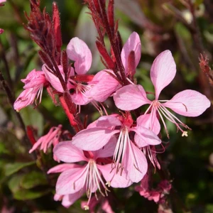 Picture - Tristam Plants