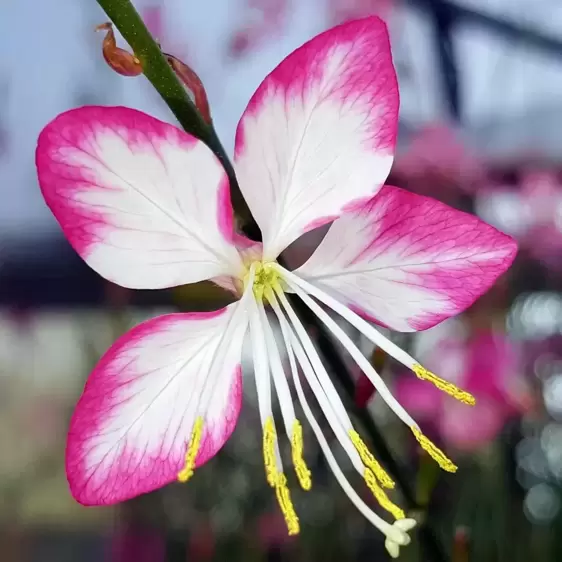 Gaura lindheimeri 'Rosy Jane' 2L - image 1