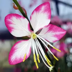 Gaura lindheimeri 'Rosy Jane' 2L - image 1