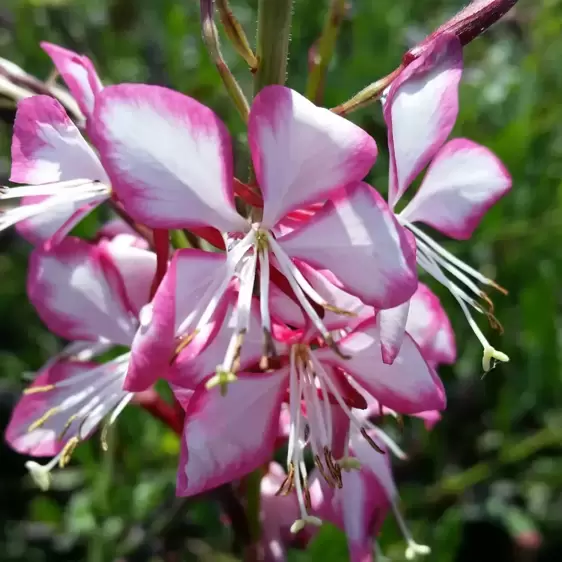 Gaura lindheimeri 'Rosy Jane' 3L - image 2