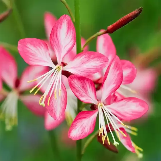 Gaura lindheimeri 'Summer Emotions'