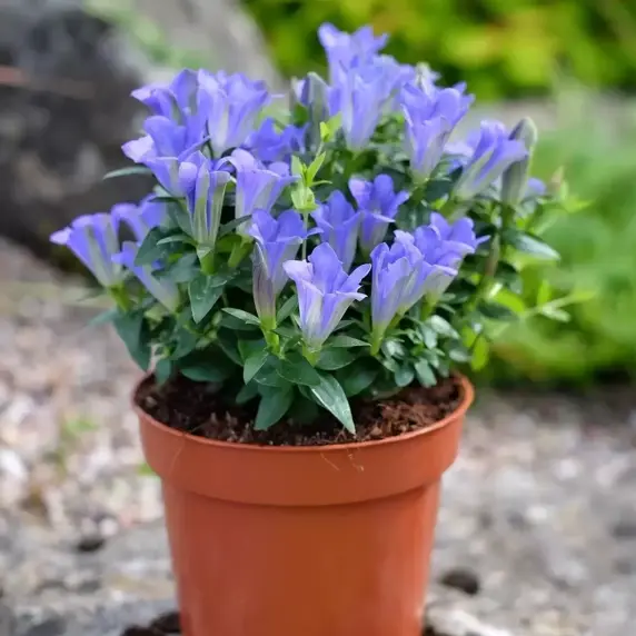 Gentiana scabra 'Luis Easy Blue' - image 1