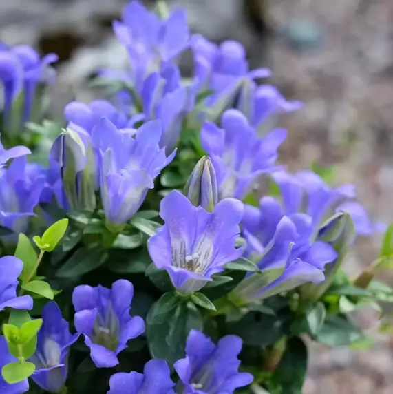 Gentiana scabra 'Luis Easy Blue' - image 2