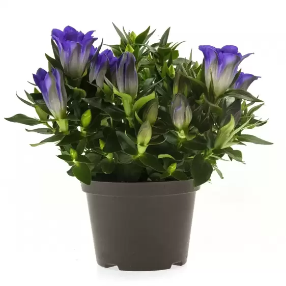 Gentiana scabra 'Rocky Diamond Blue Heart'