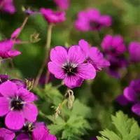 Geranium