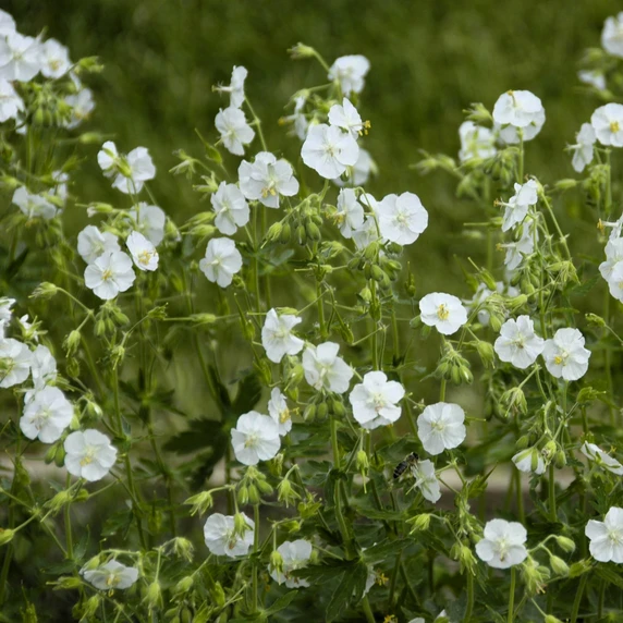 Geranium phaeum 'Album'