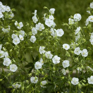 Geranium phaeum 'Album'