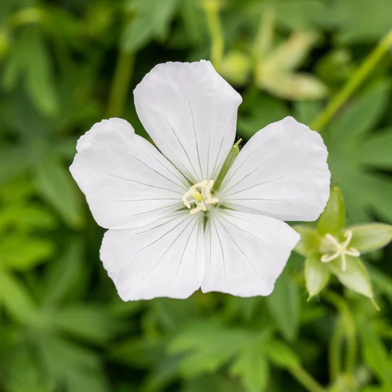 Geranium sanguineum 'Album'