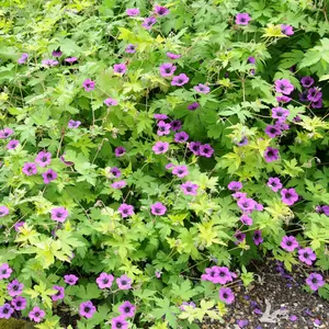Geranium 'Ann Folkard' 2L