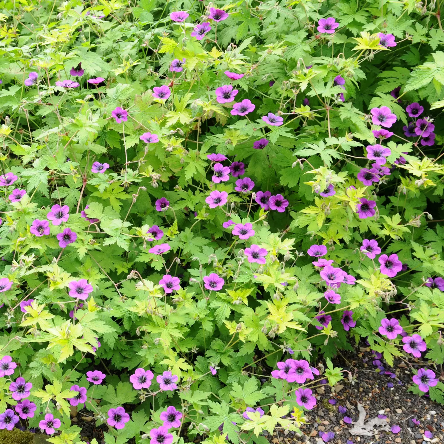 Geranium 'Ann Folkard' 3L - Cowell's Garden Centre | Woolsington